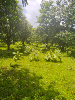  Agricultural Land for Sale in Manor, Palghar
