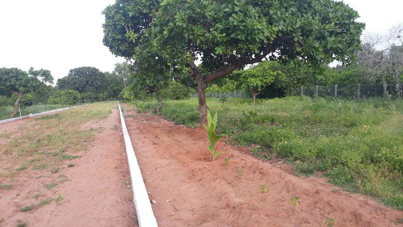  Agricultural Land 2400 Sq.ft. for Sale in Auroville Pondicherry