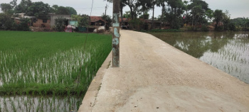 4 Bigha Agricultural Land for Sale in Pandua, Hooghly