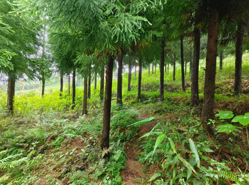  Agricultural Land 7405 Sq.ft. for Sale in 8th Mile, Kalimpong
