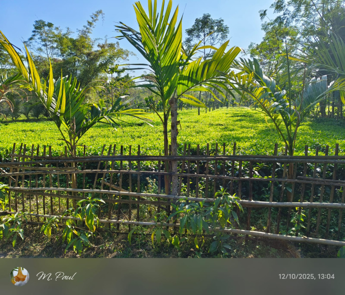  2 Bigha Agricultural/Farm Land for Sale in Lataguri, Jalpaiguri