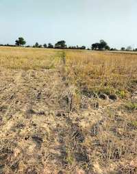  Agricultural Land for Rent in Jatusana, Rewari