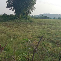  Agricultural Land for Sale in Panna Town