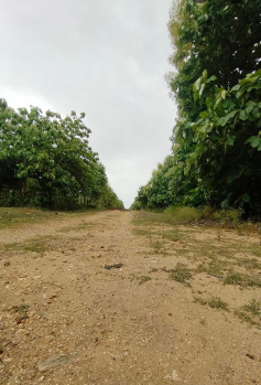  Agricultural Land for Sale in Periyanaickenpalayam, Coimbatore
