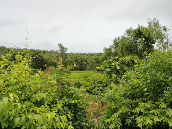  Agricultural Land for Sale in Tiswadi, Goa