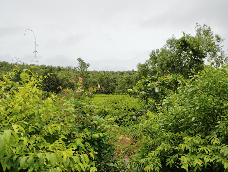  Agricultural Land 960 Sq. Meter for Sale in Tiswadi, Goa