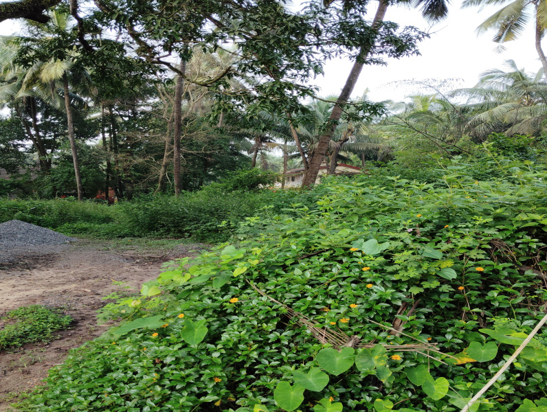  Residential Plot 584 Sq. Meter for Sale in Verla Canca, North Goa