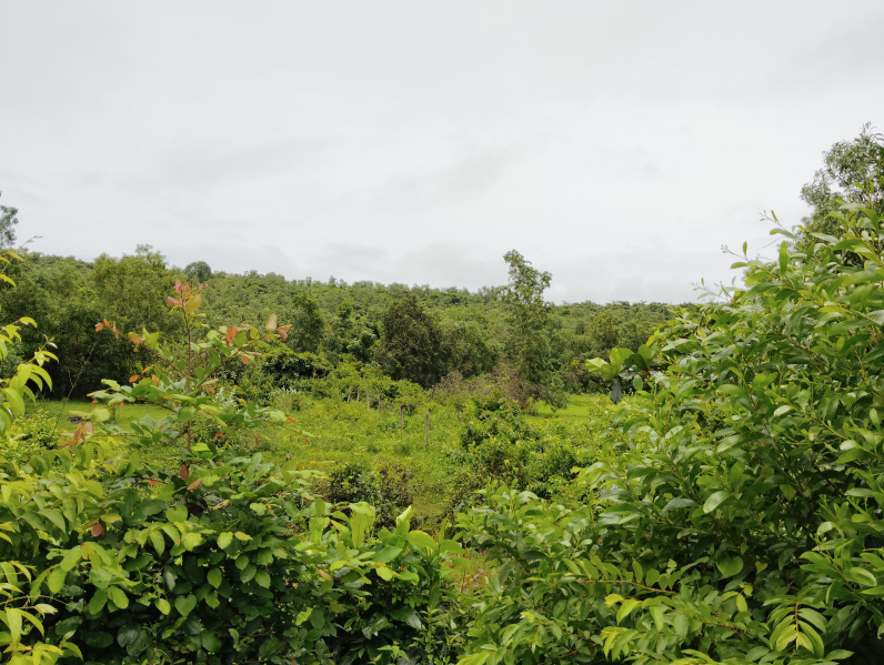  Residential Plot 4100 Sq. Meter for Sale in Chorao, North Goa, 