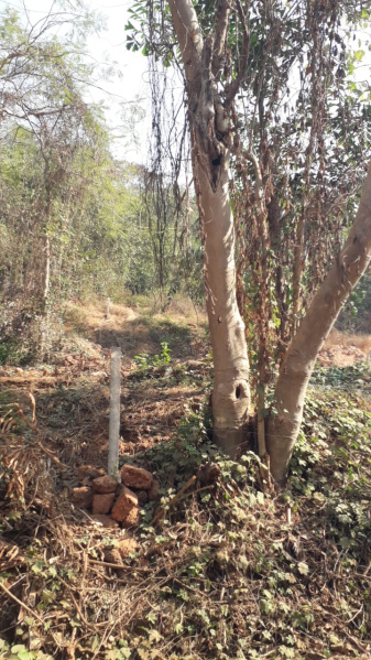  Residential Plot 325 Sq. Meter for Sale in Salvador Do Mundo, Bardez, Goa