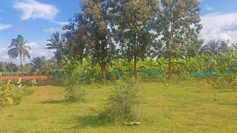  Agricultural Land 2 Acre for Sale in Kanakapura Road, Bangalore