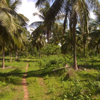  Agricultural Land for Sale in Gobichettipalayam, Erode