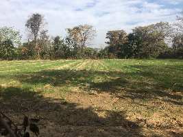  Agricultural Land for Sale in Daulatpur Una