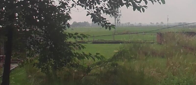 Residential Plot 1000 Sq.ft. for Sale in Gosaiganj, Lucknow