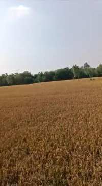  Agricultural Land for Sale in Bhunga, Hoshiarpur