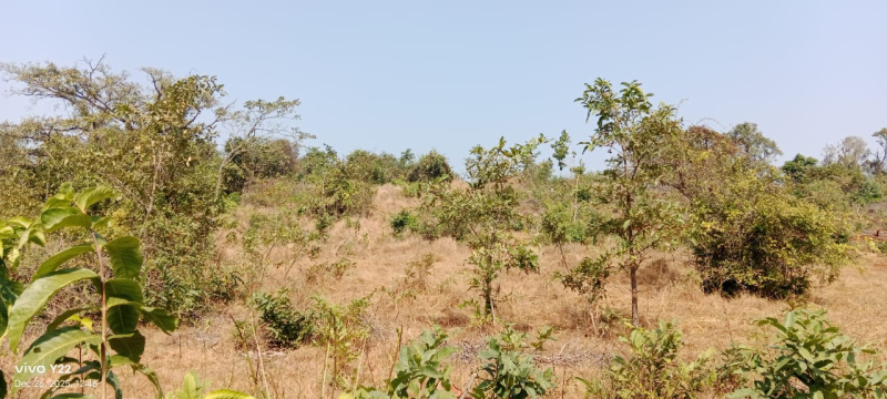  4 Acre Agricultural/Farm Land for Sale in Tala, Raigad