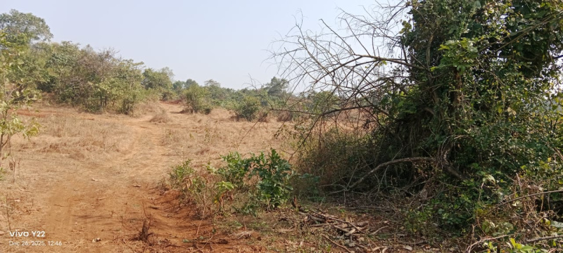  4 Acre Agricultural/Farm Land for Sale in Tala, Raigad