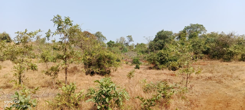  4 Acre Agricultural/Farm Land for Sale in Tala, Raigad