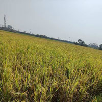  Agricultural Land for Sale in Tangi, Cuttack