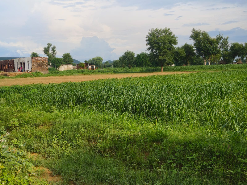  Agricultural Land 10 Bigha for Sale in Naugaon, Alwar