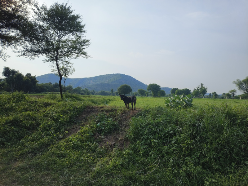  Agricultural Land 2 Bigha for Sale in Naugaon, Alwar