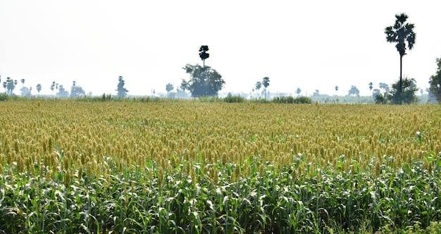  Agricultural Land 18 Bigha for Sale in Ramgarh, Alwar