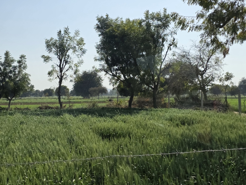  Agricultural Land 350 Bigha for Sale in Naugaon, Alwar