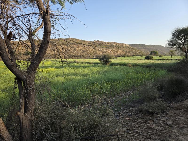  Agricultural Land 350 Bigha for Sale in Naugaon, Alwar