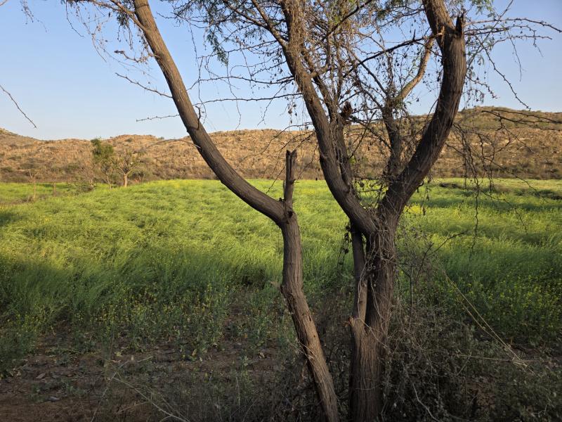  Agricultural Land 350 Bigha for Sale in Naugaon, Alwar