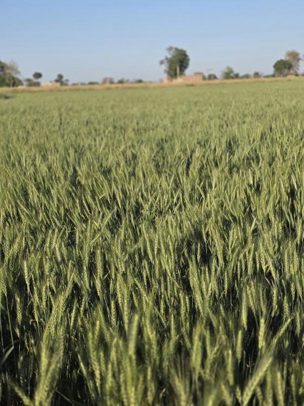  Agricultural Land 49 Bigha for Sale in Naugaon, Alwar