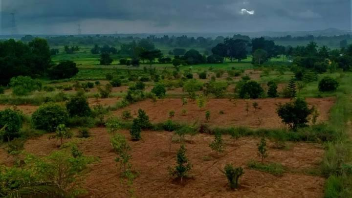  85 Bigha Agricultural/Farm Land for Sale in Bandikui, Dausa