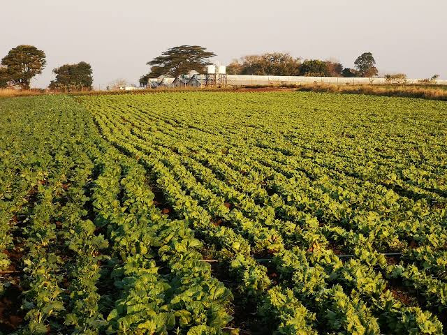  85 Bigha Agricultural/Farm Land for Sale in Bandikui, Dausa