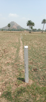  Agricultural Land for Sale in Amarpur, Banka