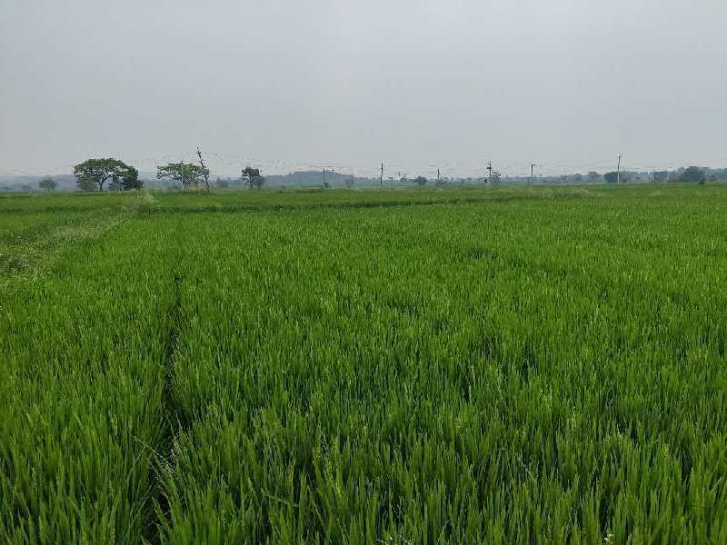 Agricultural Land 4 Acre for Sale in Banswada, Nizamabad