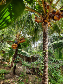  Residential Plot for Sale in Thathampally, Alappuzha