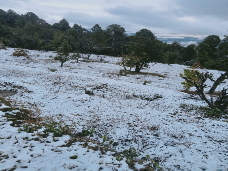  Agricultural Land 151200 Sq.ft. for Sale in Kausani, Bageshwar