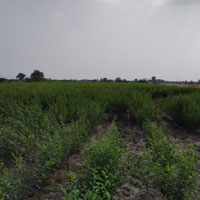  Agricultural Land for Sale in Vilayat, Bharuch