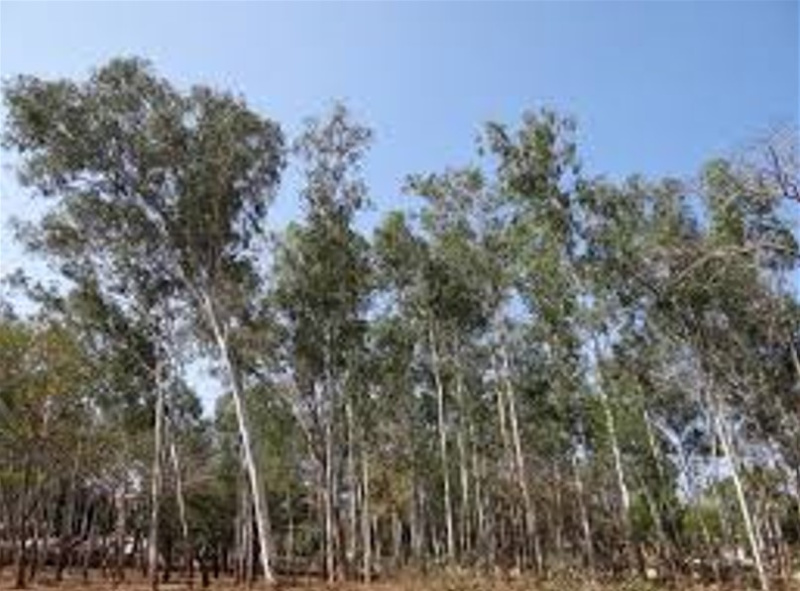  Residential Plot 1 Acre for Sale in Kothavalasa, Vizianagaram