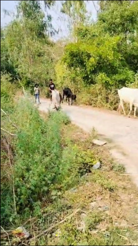  30 Bigha Agricultural/Farm Land for Sale in Sidhauli, Sitapur