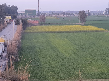  Agricultural Land for Sale in Israna, Panipat
