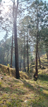 Residential Plot for Sale in Dholas, Dehradun