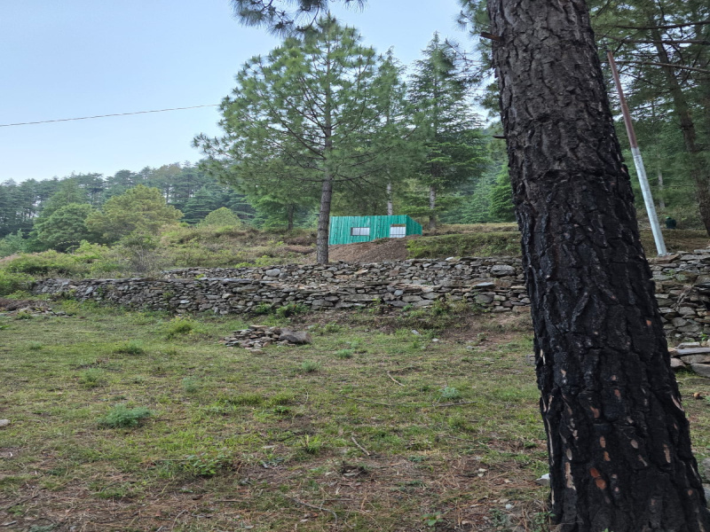  Residential Plot 300 Sq. Yards for Sale in Dhanaulti, Tehri Garhwal