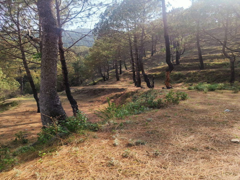  Residential Plot 188 Sq. Yards for Sale in Dhanaulti, Tehri Garhwal