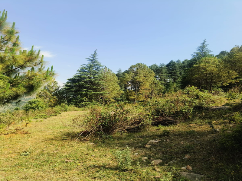  Residential Plot 220 Sq. Yards for Sale in Dhanaulti, Tehri Garhwal