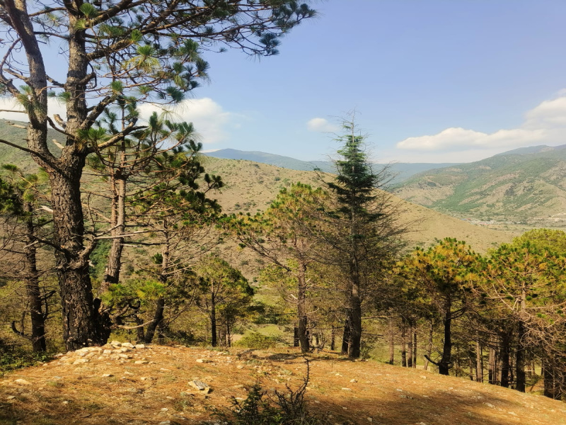  Residential Plot 264 Sq. Yards for Sale in Dhanaulti, Tehri Garhwal