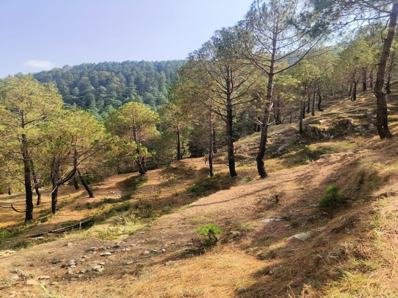  Residential Plot 197 Sq. Yards for Sale in Dhanaulti, Tehri Garhwal
