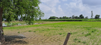  Agricultural Land for Sale in Jewar, Gautam Buddha Nagar