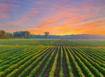  Agricultural Land for Sale in Achheja, Gautam Buddha Nagar