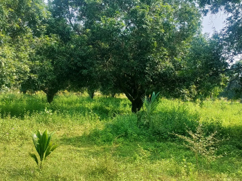  Agricultural Land for Sale in Venkatapuram, Eluru