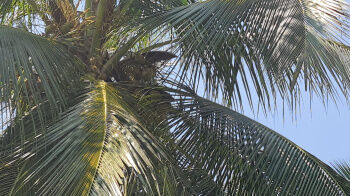 Agricultural Land for Sale in Pollachi, Coimbatore