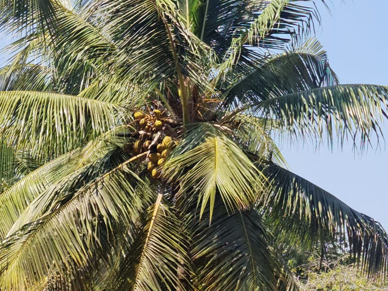  Agricultural Land 10 Acre for Sale in Kinathukadavu, Coimbatore